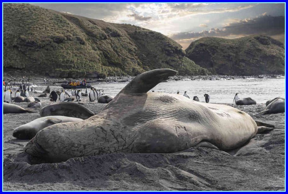 Elefantes Marinos y Pingüinos Rey - islas Georgias del Sur