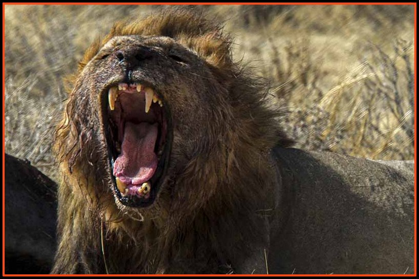 León - parque nacional de Etosha - Namibia